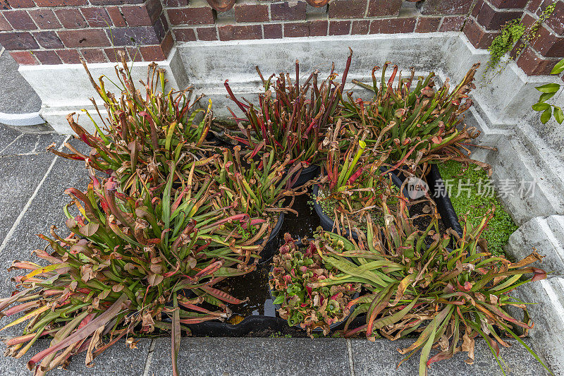 美丽的植物在Domain Wintergardens，奥克兰，新西兰